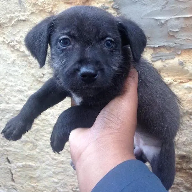 Cachorro ra a Mestiço  idade 2 a 6 meses nome Não tem nome 