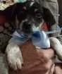 Cachorro raça Sem raça definida. idade 2 a 6 meses nome Me da um nome?