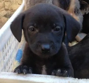 Cachorro raça Mestiço idade 2 a 6 meses nome Não tem nome 