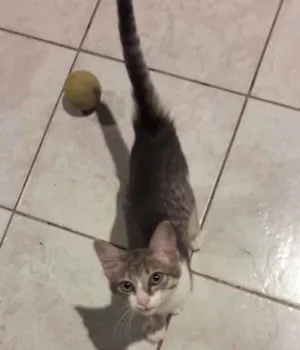 Gato raça Nao definida idade 2 a 6 meses nome Moana