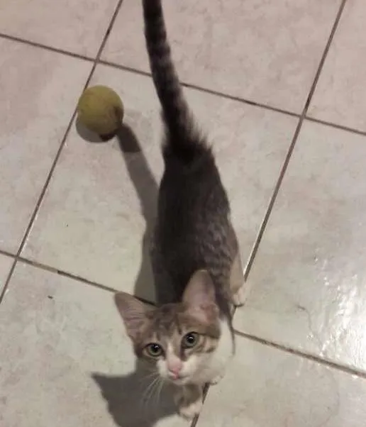 Gato ra a Nao definida idade 2 a 6 meses nome Moana