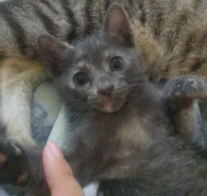 Gato raça Sem raça idade Abaixo de 2 meses nome Yoda