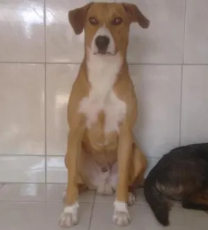 Cachorro raça  idade 1 ano nome Thor