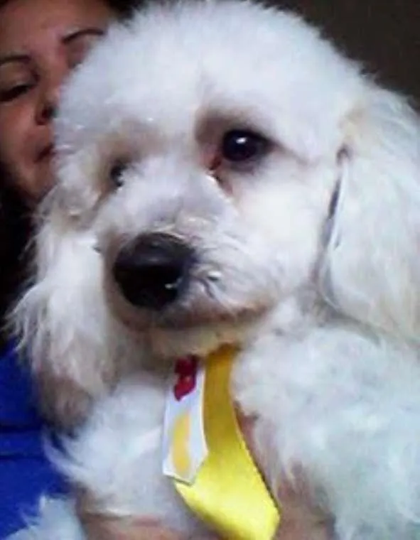 Cachorro ra a Poodle idade 7 a 11 meses nome twou