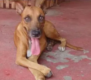 Cachorro raça SRD idade 2 anos nome Jade