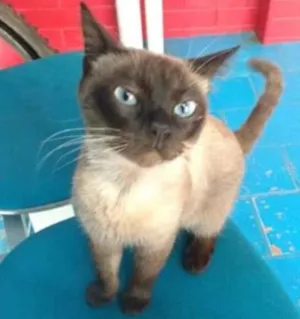 Gato raça Siamês idade 1 ano nome Siamesa