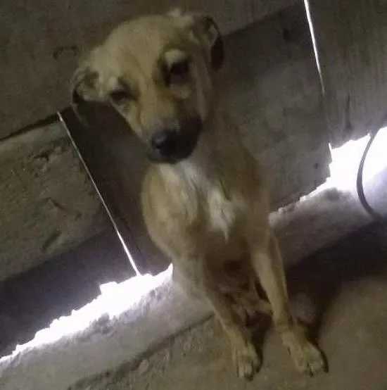 Cachorro ra a SRD idade Abaixo de 2 meses nome Sem Nome