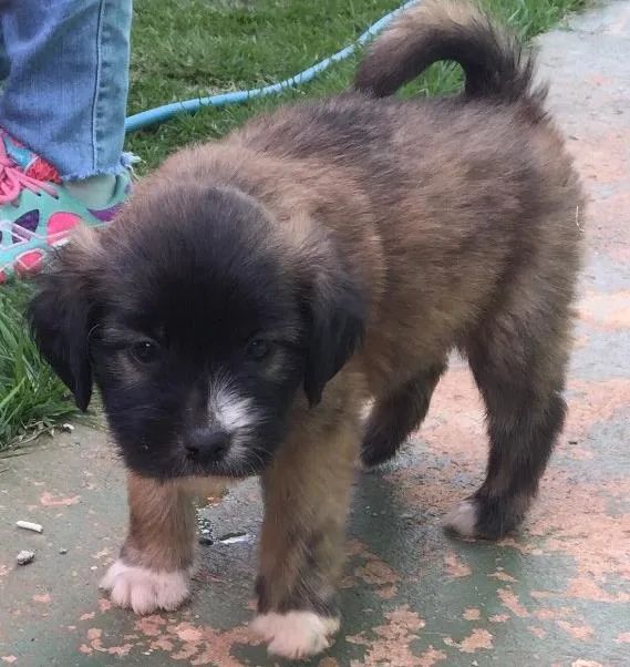 Cachorro ra a SRD  idade 2 a 6 meses nome Sem nome 
