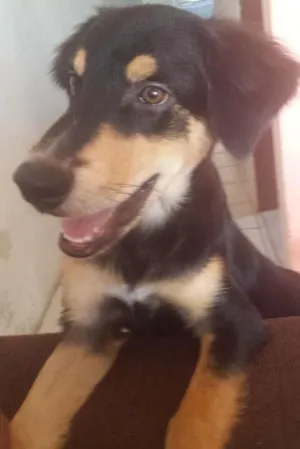 Cachorro raça Misto de Pastor Alemão e Labrador idade 7 a 11 meses nome Fred