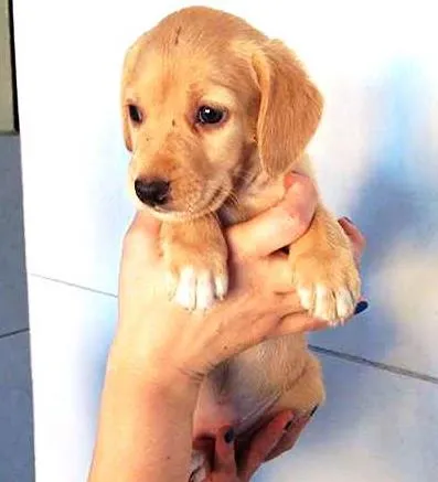 Cachorro ra a SDR idade Abaixo de 2 meses nome ?