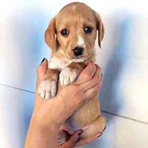 Cachorro raça SDR idade Abaixo de 2 meses nome ?