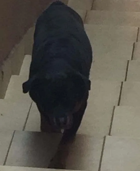 Cachorro ra a Rottweiler idade 6 ou mais anos nome Nina