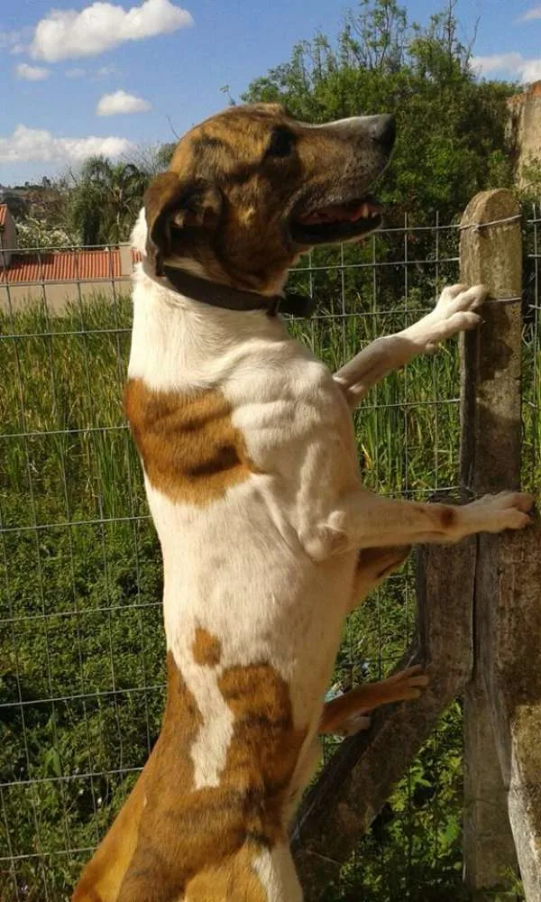 Cachorro ra a pastor+fila+dalmata idade 6 ou mais anos nome Billy