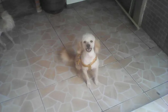 Cachorro raça Poodle idade 1 ano nome Fiukinho