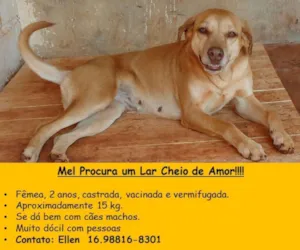Cachorro raça SRD idade 2 anos nome Mel