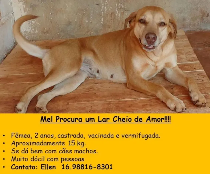 Cachorro ra a SRD idade 2 anos nome Mel