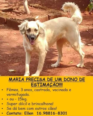 Cachorro raça SRD idade  nome Maria