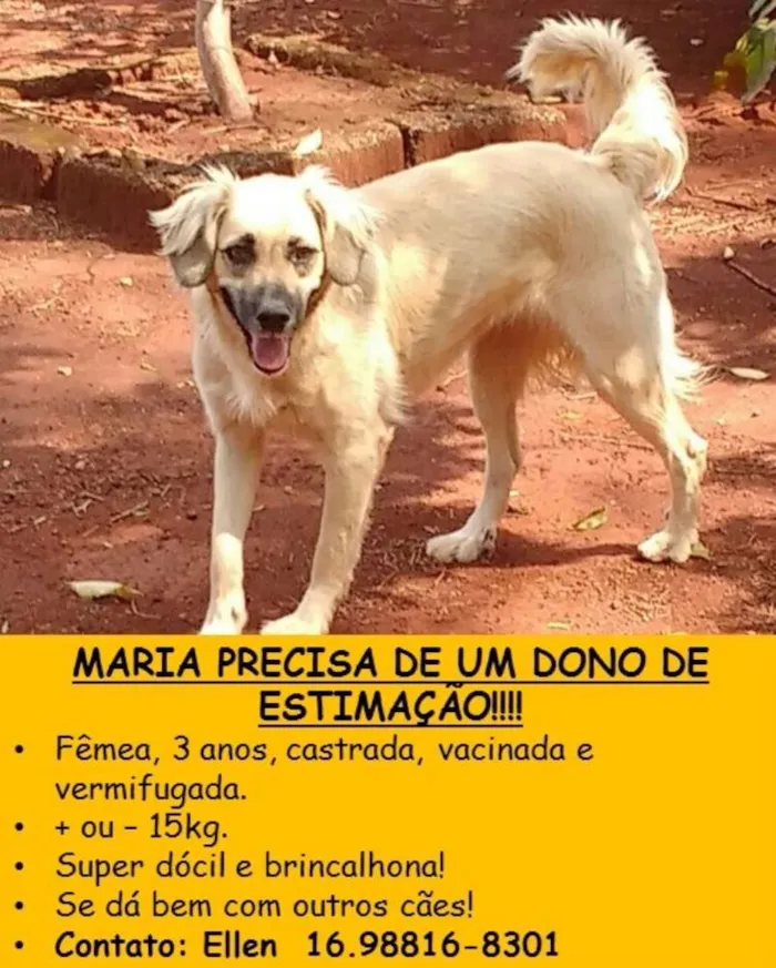 Cachorro ra a SRD idade  nome Maria