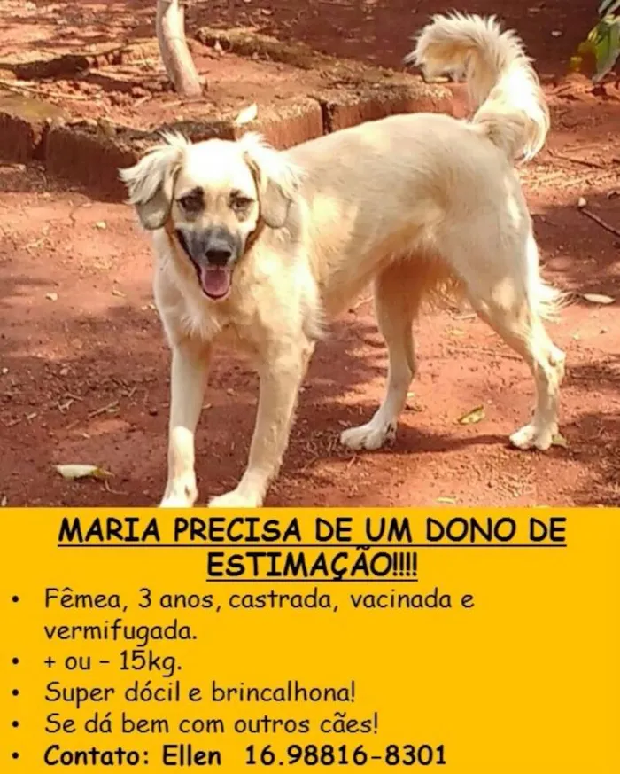 Cachorro ra a SRD idade nome Maria