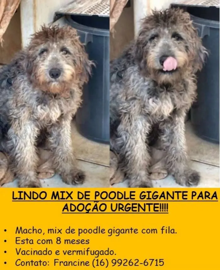 Cachorro ra a Poodle idade 7 a 11 meses nome Poodle gigante