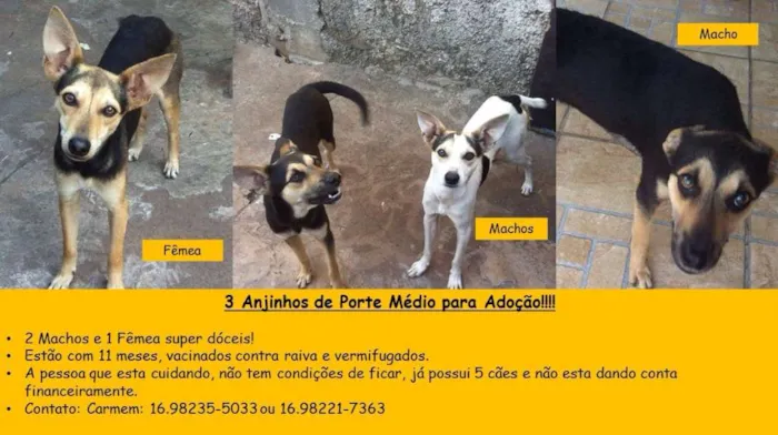 Cachorro ra a SRD idade 7 a 11 meses nome 3 filhotes lindos