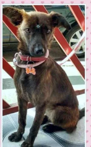 Cachorro raça SRD idade 7 a 11 meses nome Lobinha