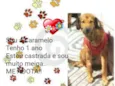 Cachorro raça SRD idade 1 ano nome Twix