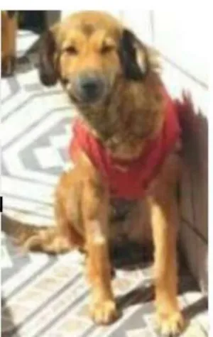 Cachorro raça SRD idade 1 ano nome Twix