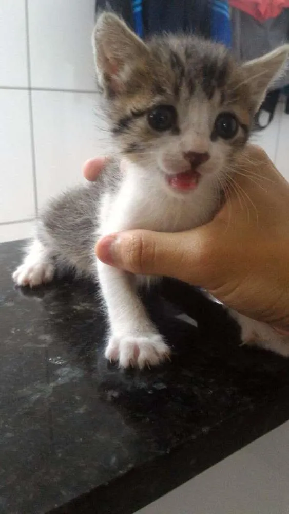 Gato ra a Vira-lata idade Abaixo de 2 meses nome Sem nome