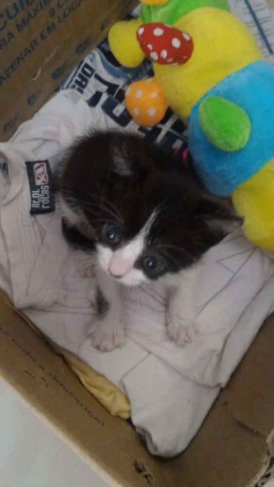 Gato ra a vira-lata idade Abaixo de 2 meses nome Sem nome