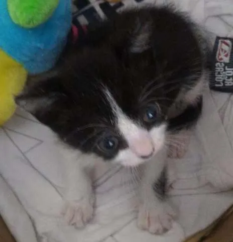 Gato ra a vira-lata idade Abaixo de 2 meses nome Sem nome
