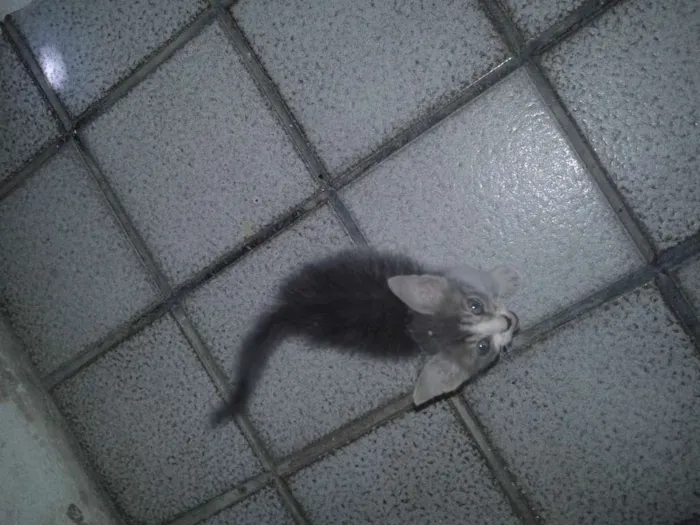 Gato ra a INDEFINIDA idade Abaixo de 2 meses nome PEQUENA