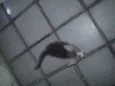 PEQUENA