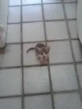 PEQUENA