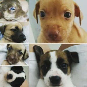 Cachorro raça SRD idade  nome Vários