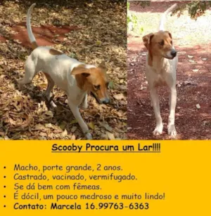 Cachorro raça SRD idade 1 ano nome Scooby