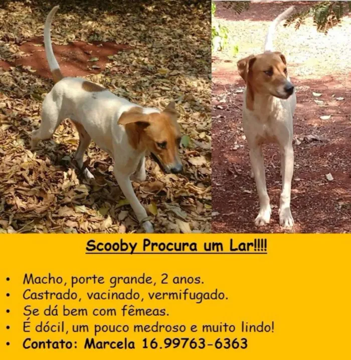 Cachorro ra a SRD idade 1 ano nome Scooby