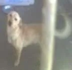 Cachorro ra a Vira Lata idade 7 a 11 meses nome Vira Lata