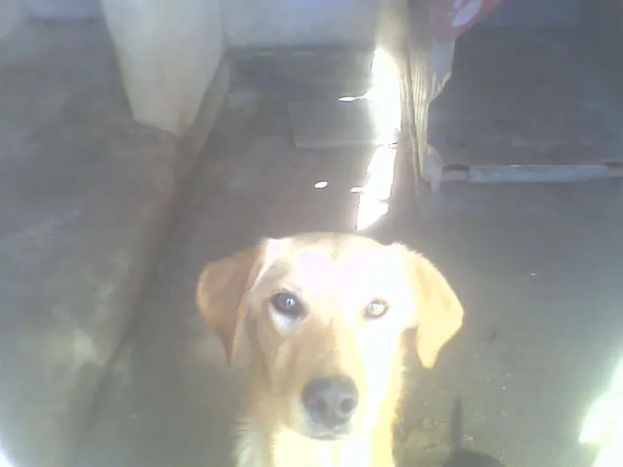 Cachorro ra a Vira Lata idade 7 a 11 meses nome Vira Lata