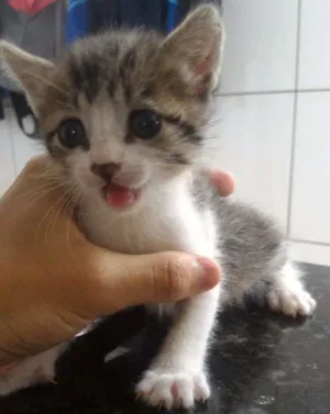 Gato raça Vira-lata idade Abaixo de 2 meses nome Sem nome