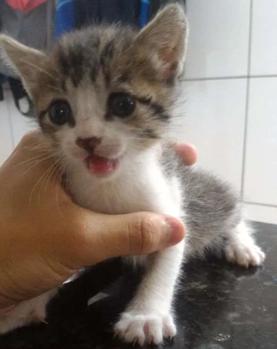 Gato ra a Vira-lata idade Abaixo de 2 meses nome Sem nome