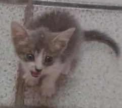 Gato raça INDEFINIDA idade Abaixo de 2 meses nome PEQUENA