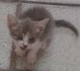 PEQUENA