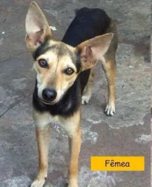 Cachorro raça SRD idade 7 a 11 meses nome 3 filhotes lindos