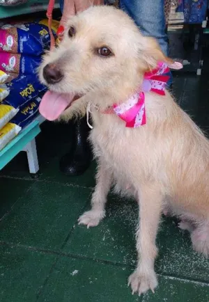 Cachorro raça Estopinha idade 1 ano nome Não sabemos