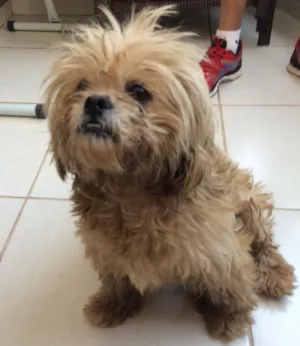 Cachorro raça Iasa  idade  nome Não sei
