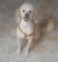 Fiukinho