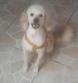 Cachorro raça Poodle idade 1 ano nome Fiukinho