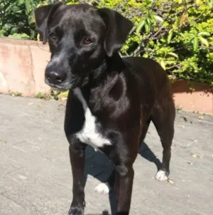 Cachorro raça Srd idade 2 anos nome Morena 