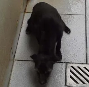 Cachorro raça NÃO DEFINIDA idade 3 anos nome RADIJA